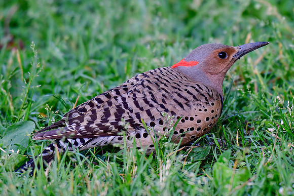 Northern flicker