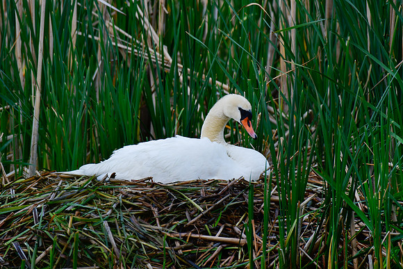 Mute swan on nest