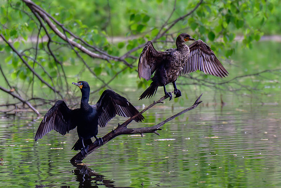 Double-crested cormorants drying their wings