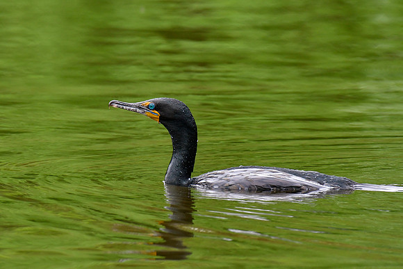 Double-crested cormorant