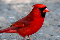 Northern cardinal (male)