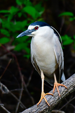 Black-crowned night heron