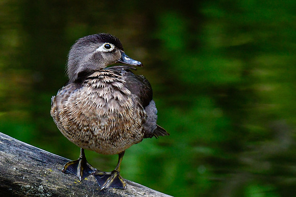 Wood duck (female)