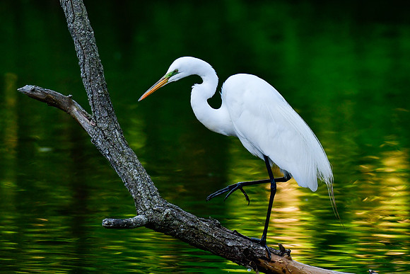 Great egret