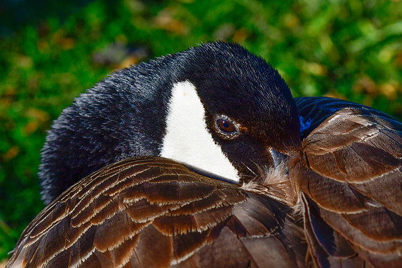 Canada goose