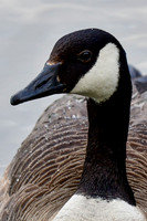 Canada goose
