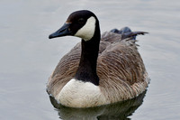 Canada goose