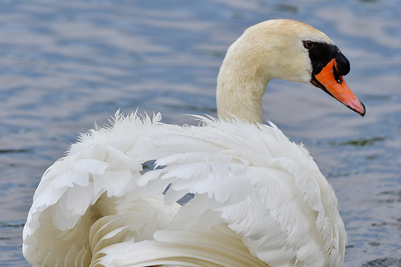 Mute swan