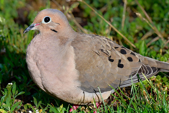Mourning dove