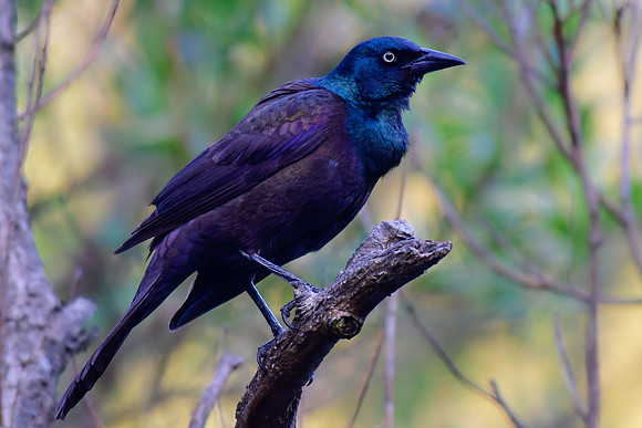 Common grackle
