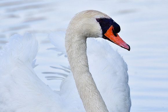 Mute swan