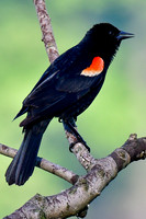 Red-winged blackbird (male)