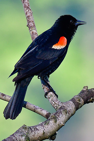 Red-winged blackbird (male)