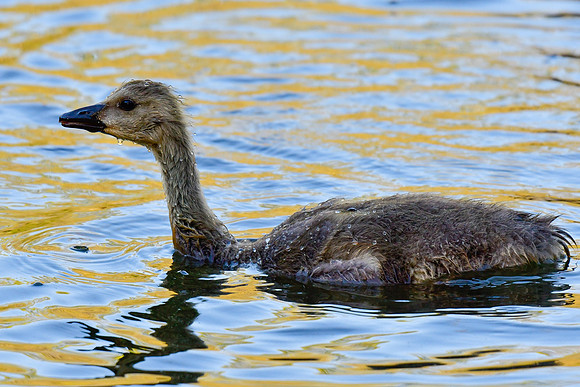 Canada goose gosling