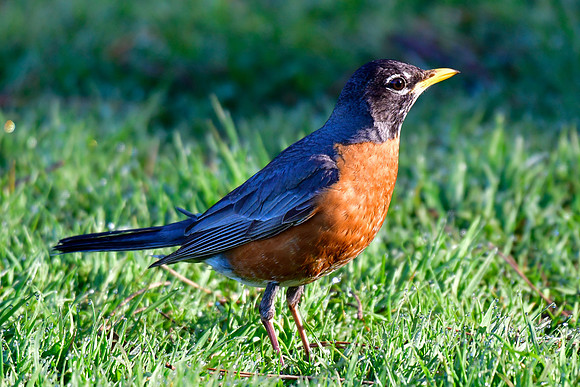 American robin