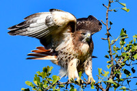 Toronto Wildlife - Raptors