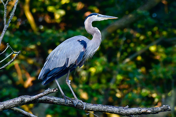 Great blue heron