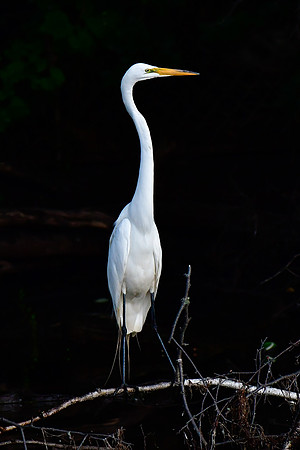 Great egret