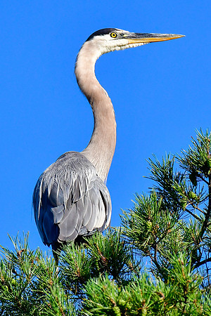 Great blue heron