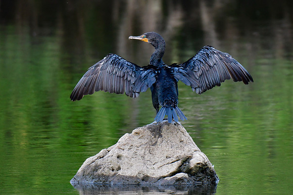 Double-crested cormorant drying its wings