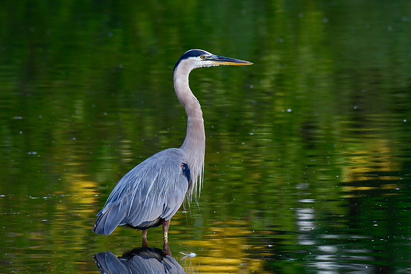 Great blue heron