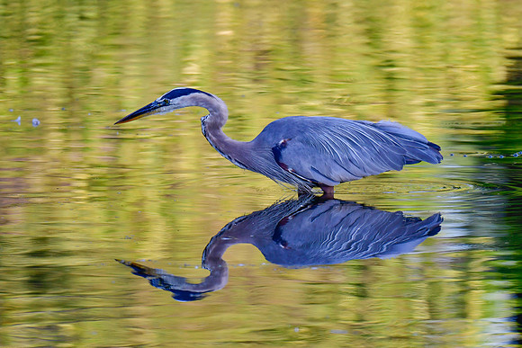 Great blue heron
