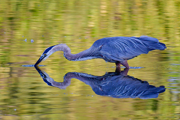 Great blue heron
