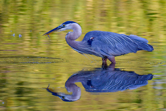 Great blue heron