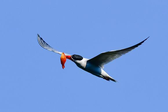 Caspian tern with fish
