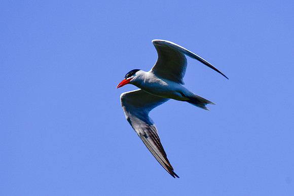 Caspian tern