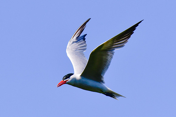 Caspian tern