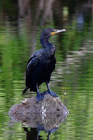Double-crested cormorant