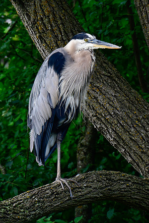 Great blue heron