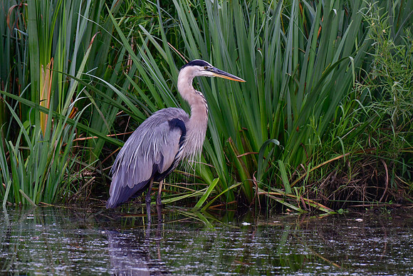 Great blue heron