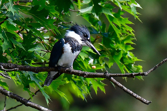 Banded kingfiisher