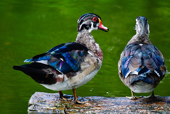 Immature male and female wood ducks