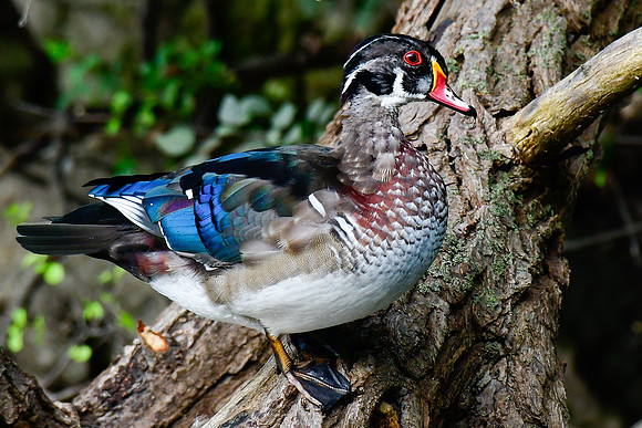 Wood duck (immature male)