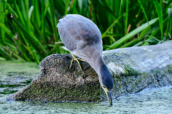 Black-crowned night heron