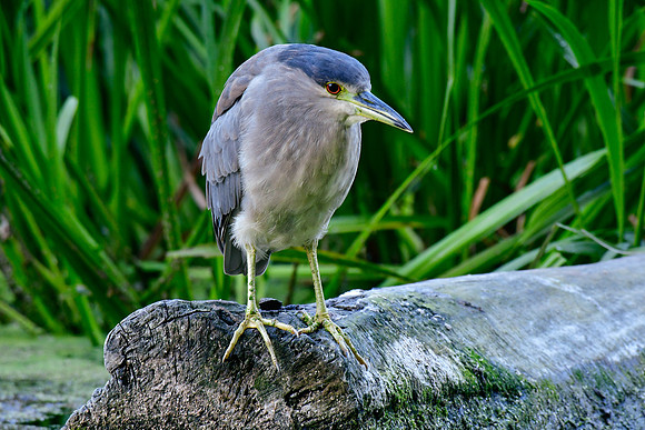 Black-crowned night heron
