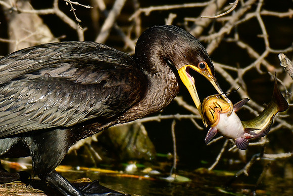 Double-crested cormorant with fish