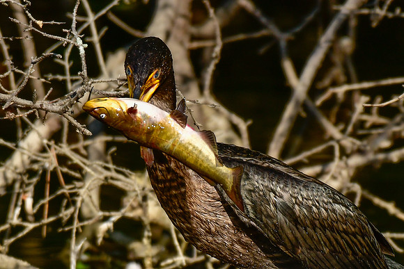 Double-crested cormorant with fish