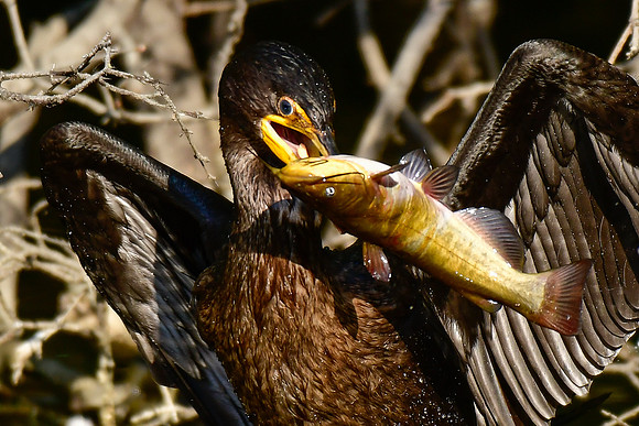 Double-crested cormorant with fish