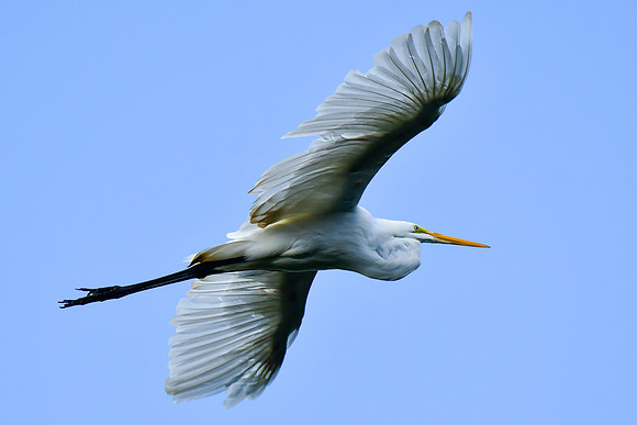 Great egret