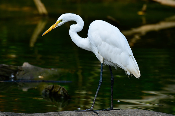 Great egret