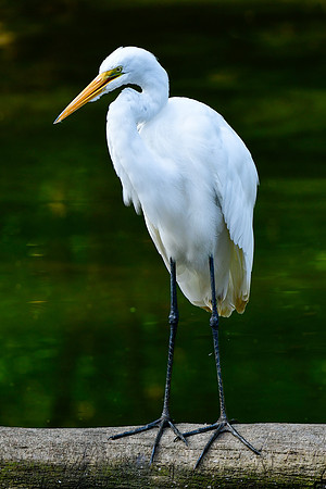 Great egret