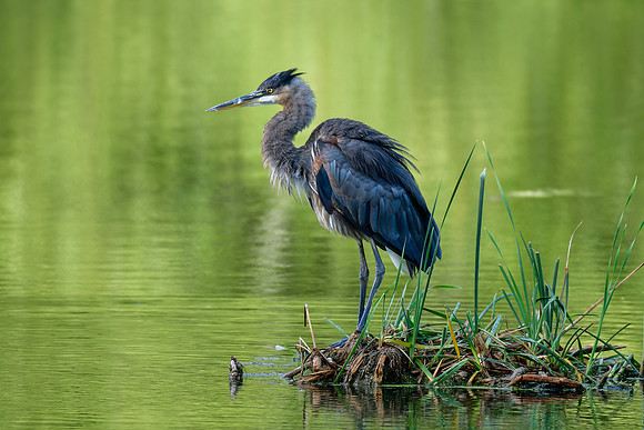 Great blue heron