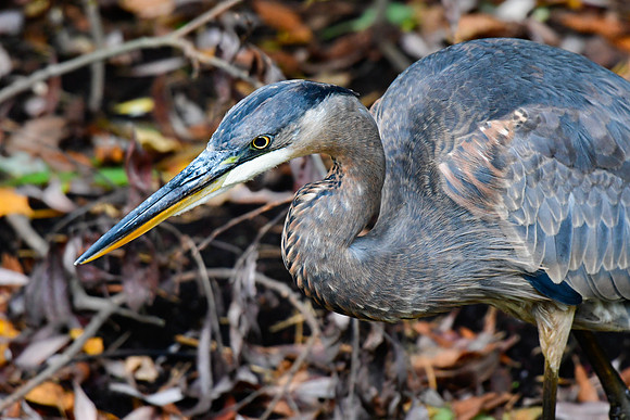 Great blue heron