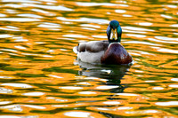 Mallard (male) swimming in autumn reflections