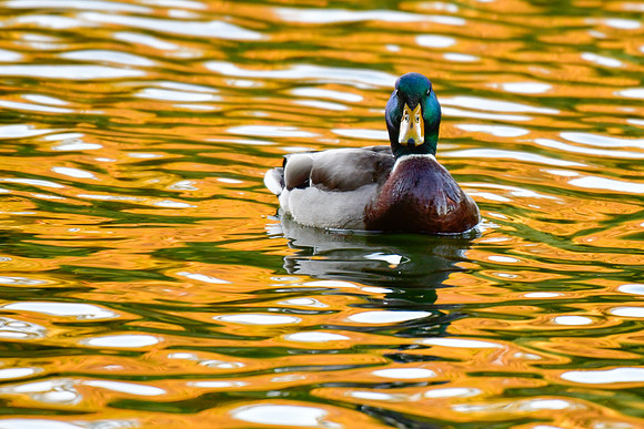 Mallard (male) swimming in autumn reflections