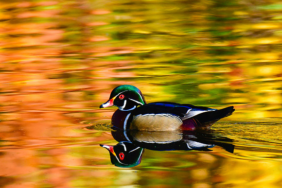 Wood duck (male) swimming in autumn reflections